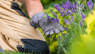 Gardener Taking Care of His Flowers in a Garden man planting lavender